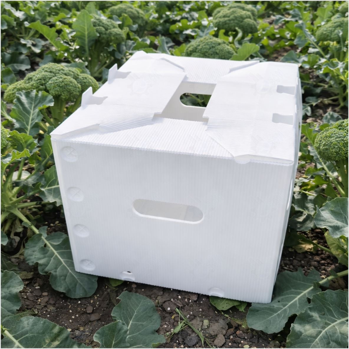 Danpla PP corrugated plastic boxes